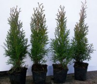 Tuja smaragd 30 - 35 cm